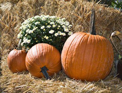 110265-397x302-Pumpkin_in_Straw